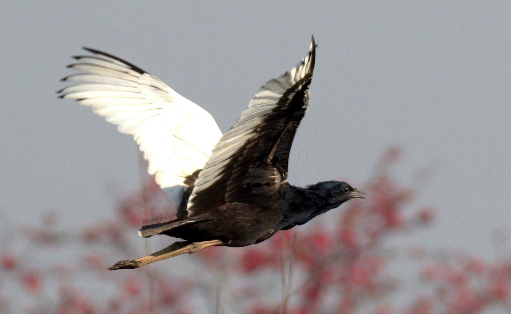 Bengal Florican_3.jpg